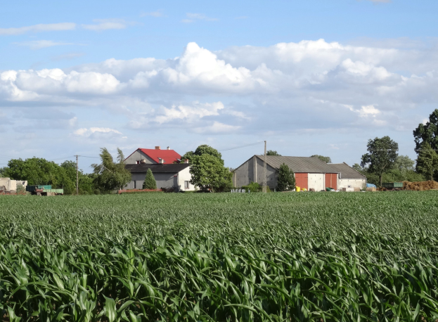 Ein Maisfeld mit einem Bauernhof, Bäumen, Pfählen und Häusern im Hintergrund unter einem bewölkten Himmel.