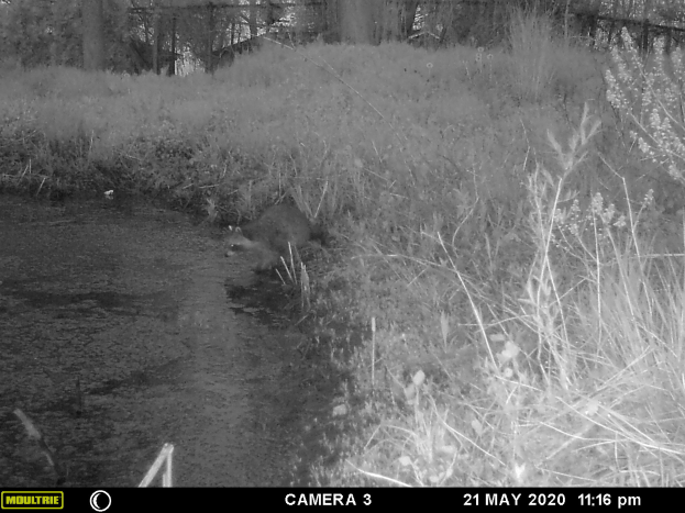 Ein Schwarz-Weiß-Foto eines Waschbären im Wald, umgeben von Pflanzen und Bäumen, mit Text und Zahlen unten, die darauf hinweisen, dass es am 21. Mai 2020 aufgenommen wurde.