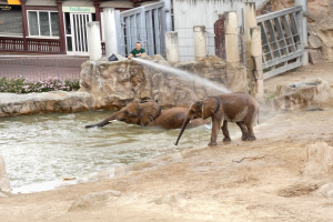 Zwei Elefanten planschen im Wasser eines Zoos, während eine Person sie mit Wasser besprüht, umgeben von Felsen, blühenden Pflanzen, einem Zaun, einem Gebäude mit Fenstern, einem Schild und einem Dach mit Deckenleuchten.