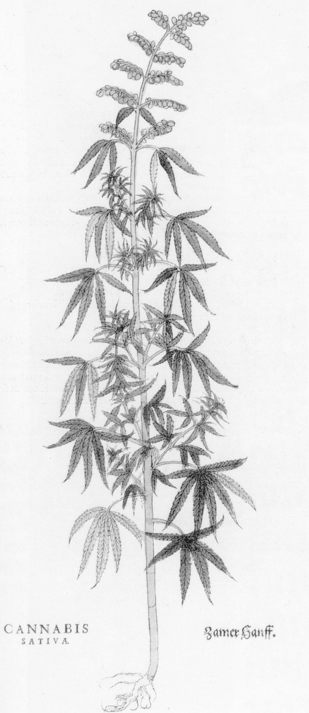 Schwarze und wei├če Linienzeichnung einer Cannabis Sativa-Pflanze mit beschrifteten Bl├Ąttern und Stielen.