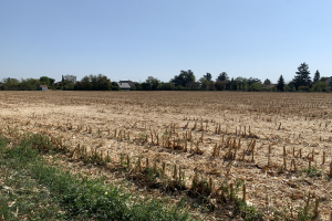 Ein Maisfeld in einer ländlichen Gegend, umgeben von Gras und Bäumen, mit Häusern im Hintergrund und einem klaren blauen Himmel darüber.