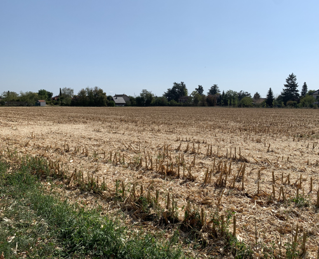 Ein Maisfeld in einer ländlichen Gegend, umgeben von Gras und Bäumen, mit Häusern im Hintergrund und einem klaren blauen Himmel darüber.