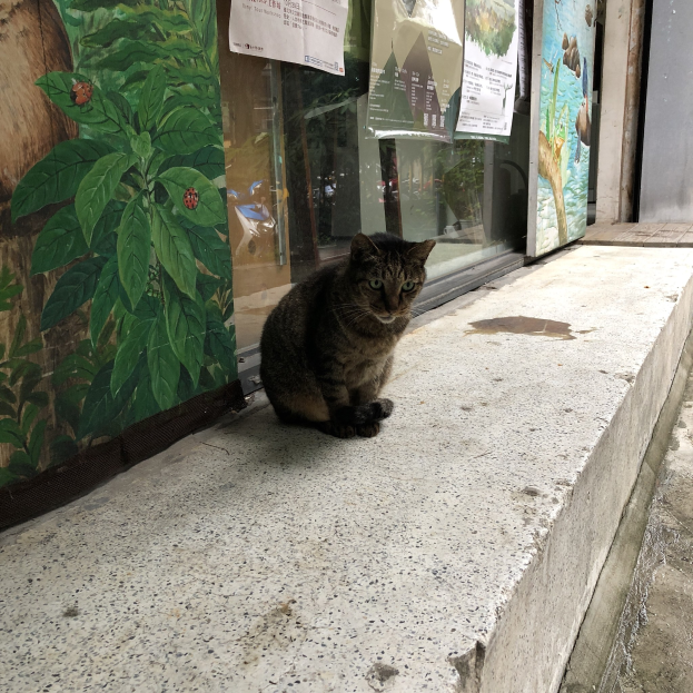 Eine Katze sitzt auf einem Gehweg vor einem Geschäft mit Plakaten an Glastüren und einem Gemälde auf der linken Wand.