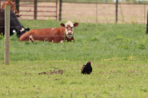 Ein Huhn steht in einer grünen Wiese neben einem Zaun, mit ein paar anderen Tieren im Hintergrund.