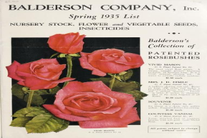 Katalog der Baldwin Company, Inc. Frühling 1935 mit pinken Rosen und Blättern, Liste von Zierpflanzen, Samen und Insektiziden.