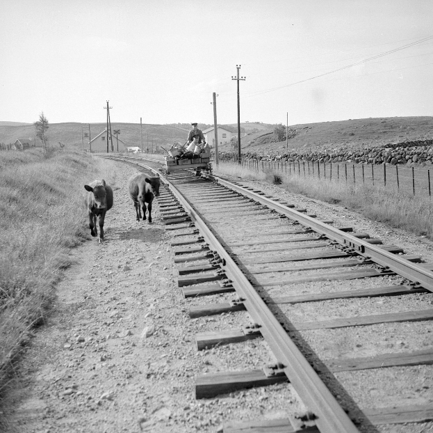 Zwei Kühe auf den Schienen mit einer Person auf einem Fahrzeug im Vordergrund, Gras und ein Zaun auf beiden Seiten und Häuser, Bäume und Pfosten im Hintergrund.