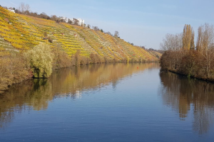 Ein Fluss fließt durch ein grünes Feld neben einem Hügel mit Bäumen, flankiert von Weinbergen unter einem klaren blauen Himmel, mit Gebäuden im Hintergrund.