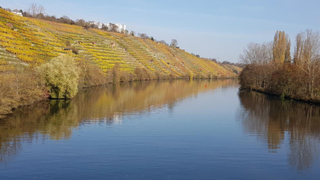 Ein Fluss fließt durch ein grünes Feld neben einem Hügel mit Bäumen, flankiert von Weinbergen unter einem klaren blauen Himmel, mit Gebäuden im Hintergrund.